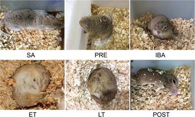 Remarkable Protective Effects of Nrf2-Mediated Antioxidant Enzymes and Tissue Specificity in Different Skeletal Muscles of Daurian Ground Squirrels Over the Torpor-Arousal Cycle